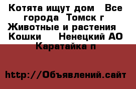 Котята ищут дом - Все города, Томск г. Животные и растения » Кошки   . Ненецкий АО,Каратайка п.